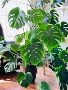 Monstera Deliciousa Live Indoor Plant, Easy Care Low Light Houseplant, Air Purifier Monstera Gift Plant Mother's Day Pet Friendly Plant