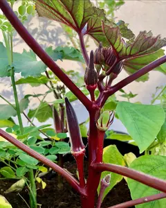 Red Burgundy Okra Seeds