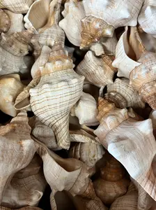 Fox Conch Shell
