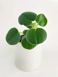 Peperomia Incana Fuzzy 'Felted Pepperface'