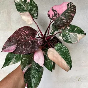 Philodendron Pink Princess Marble in a 2” Pot Live Houseplants