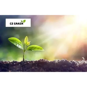 Green Star Gladiolus Flower Bulbs - 10 Bulbs