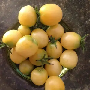 Snow White Cherry Tomato Seeds (Solanum lycopersicum) – Heirloom, Creamy White Cherry Clusters, Extra-Sweet Flavor, Great for Snacking