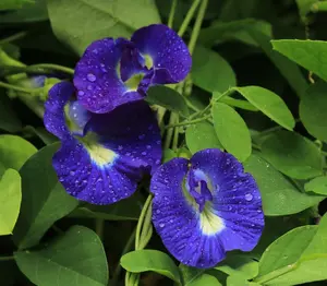 15 to 500 Butterfly Pea Seeds for Planting - Clitoria Ternatea - Hoa Đậu Biếc