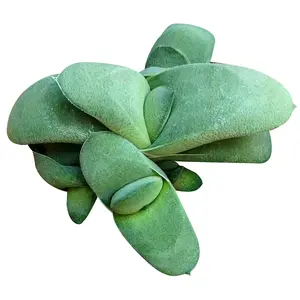 Gasteria glomerata Ox Tongue Succulent