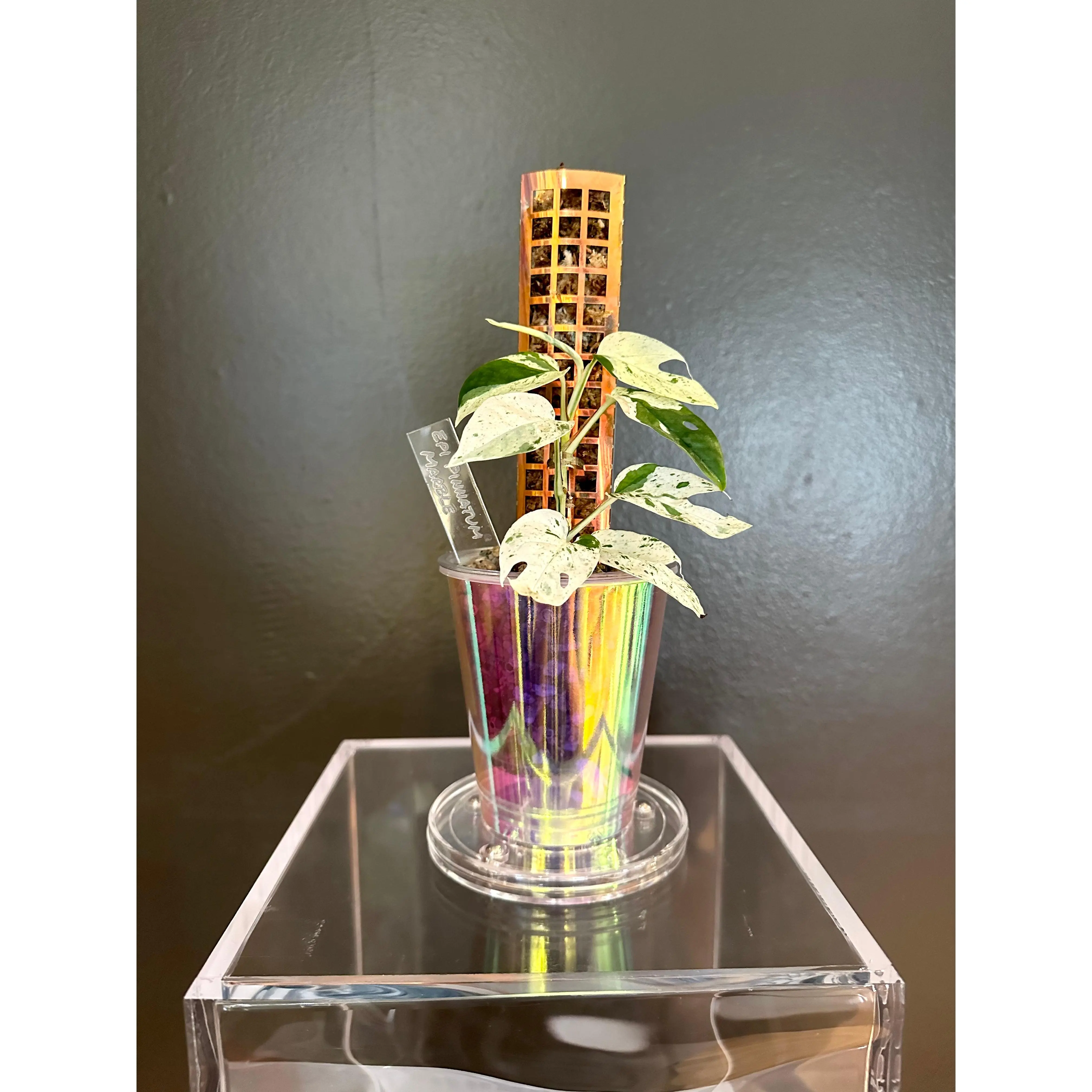 Iridescent Small Stackable Moss Pole, Garden Plant Supplies, 7x1.5 Plant Stakes for Indoor Use, Closed Back Design, Aerial Roots Can Easily Attach Gardening Accessories Indoor Plant Accessories Indoor Planting Garden Supplies Moss For Plants Indoor