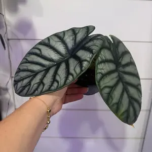 Alocasia Silver Dragon - Large Foliage Plant with Unique Silver Dragon Leaf Pattern for Indoor Decor