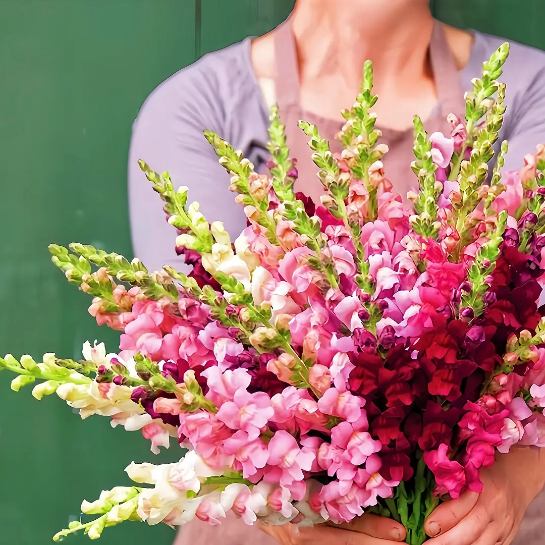 12000+ Snapdragon Seed Mix Non-GMO Heirlooms Attract Pollinators for Home Gardens & Flowers Cultivation Snapdragon Seeds Variety