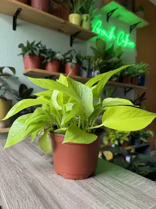 6” Neon Pothos | Bright Green Trailing Plant | Easy Indoor Houseplant