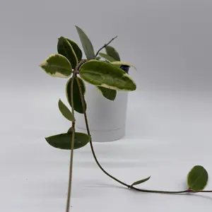 variegated Hoya Acuta Albo-Marginata 4" pot Pet Friendly House Plant