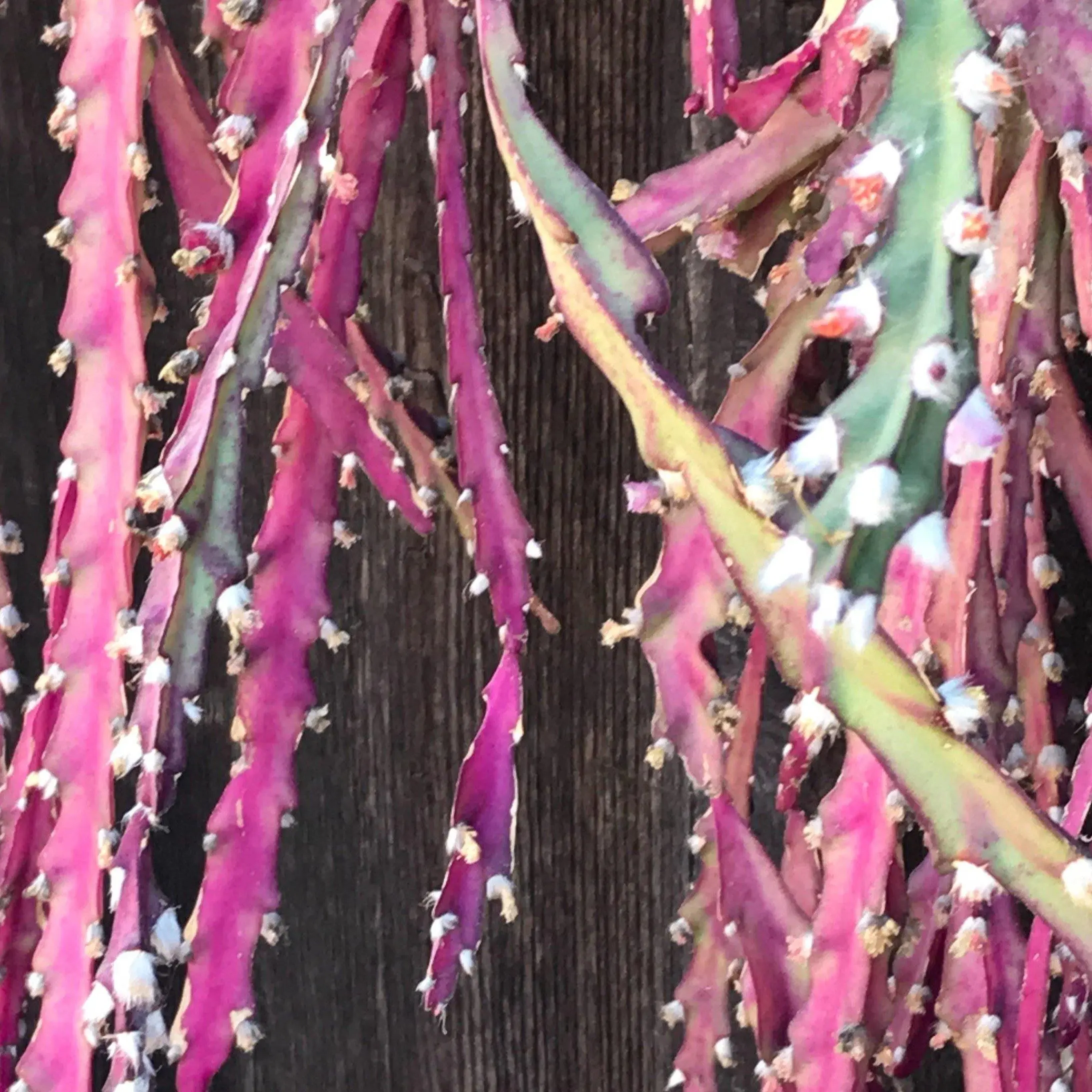 Cuttings - Lepismium cruciforme (3)