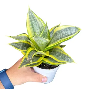 4" Sansevieria Hahnii (Dwarf Snake Plant), Beginner Friendly Easy to Care For Live Houseplant, Indoor Plant