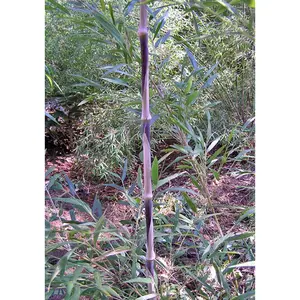 Green River 50 Seeds Chilean Clumping Bamboo - Weeping Bamboo Seeds, Flower Seed Pack, Perennial Flower, Eco-Friendly Landscape Accent, Ideal For Privacy Screens And Sustainable Gardens