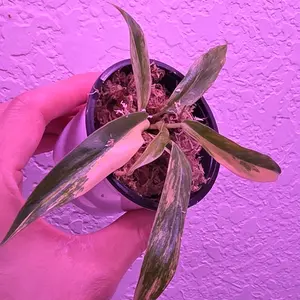 Caramel Marble Philodendron  Plant, easy starter plant , rare Philodendron plant and easy to take care fast growing