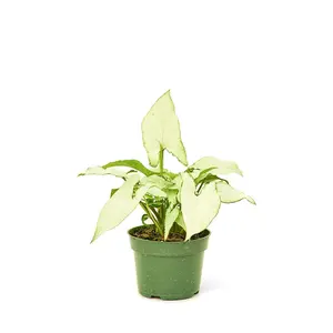 White Arrowhead Plant, Small