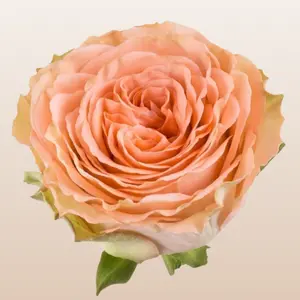 Country Home Roses Fresh Premium Imported From Ecuador True Peach Medium Bloom 5.5-6.0cm 35 Petals 10-14 Days Vase Life