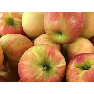 Dwarf Honeycrisp Apple Tree Bare Root Nocturnal Gardens