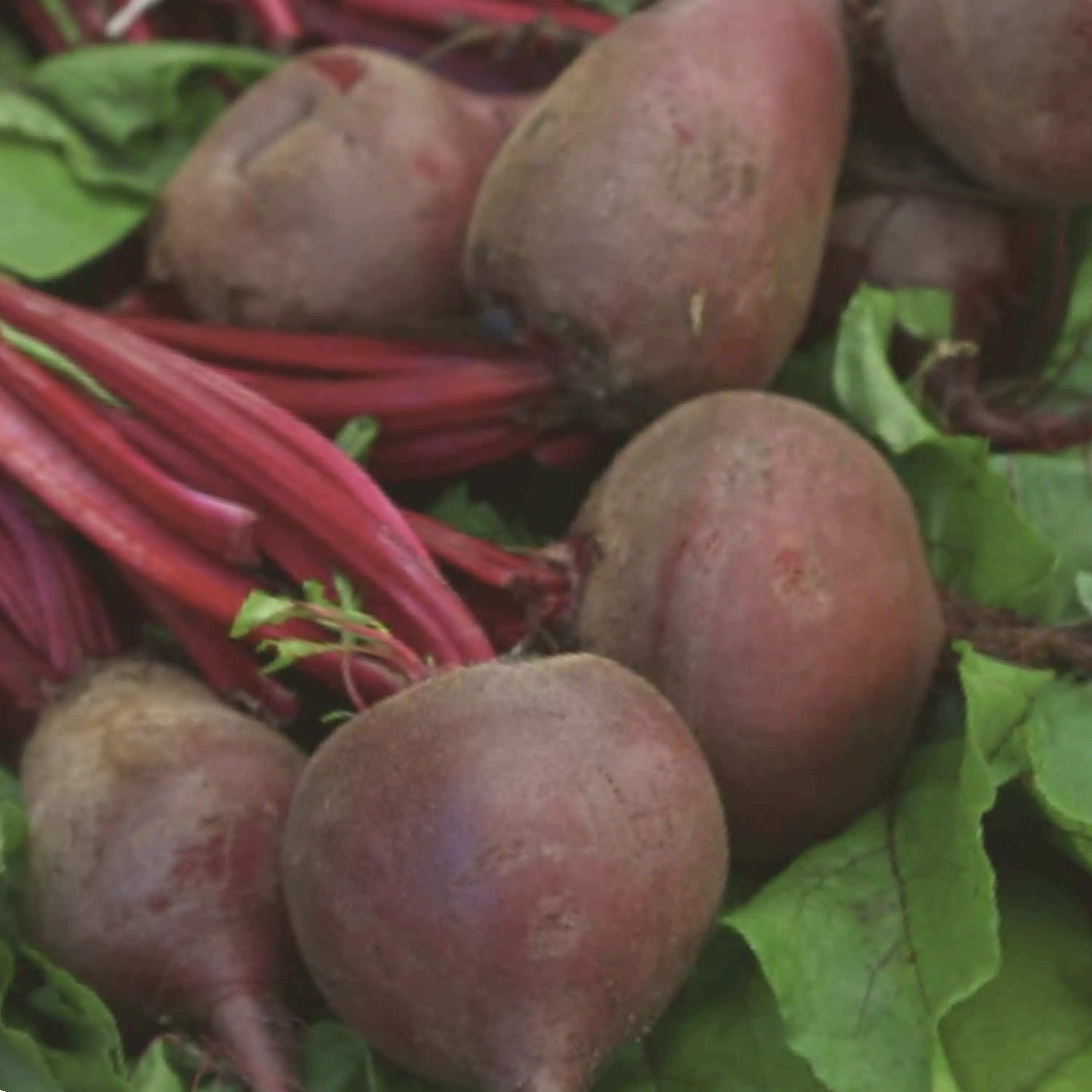 Heirloom Boltardy Beet Seeds - Organic and Regenerative Gardening Seeds