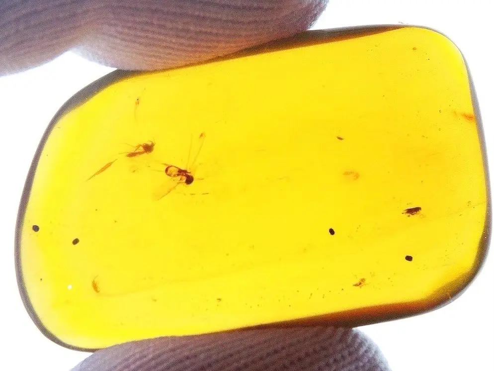 $100 piece of Amber
