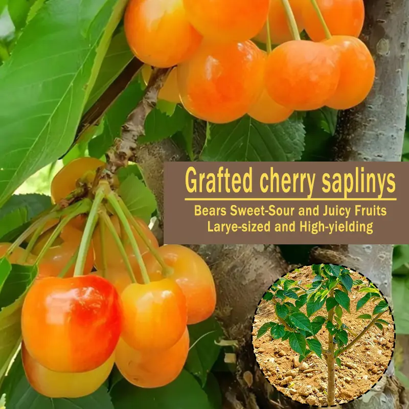 Grafted Yellow Cherry Bare Root Saplings, Large Sweet-Sour Juicy Cherry Fruit Tree, High Yield Cold Resistant Bare Root Cherry Seedlings for Backyard Patio Planting