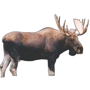 2D "Marty" Moose Target