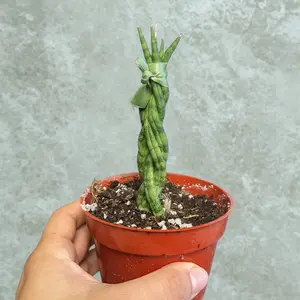 Braided Snake Plant 4 Inch Potted | Sansevieria Cylindrica | Modern Decor Plant | Low Maintenance Indoor Plant