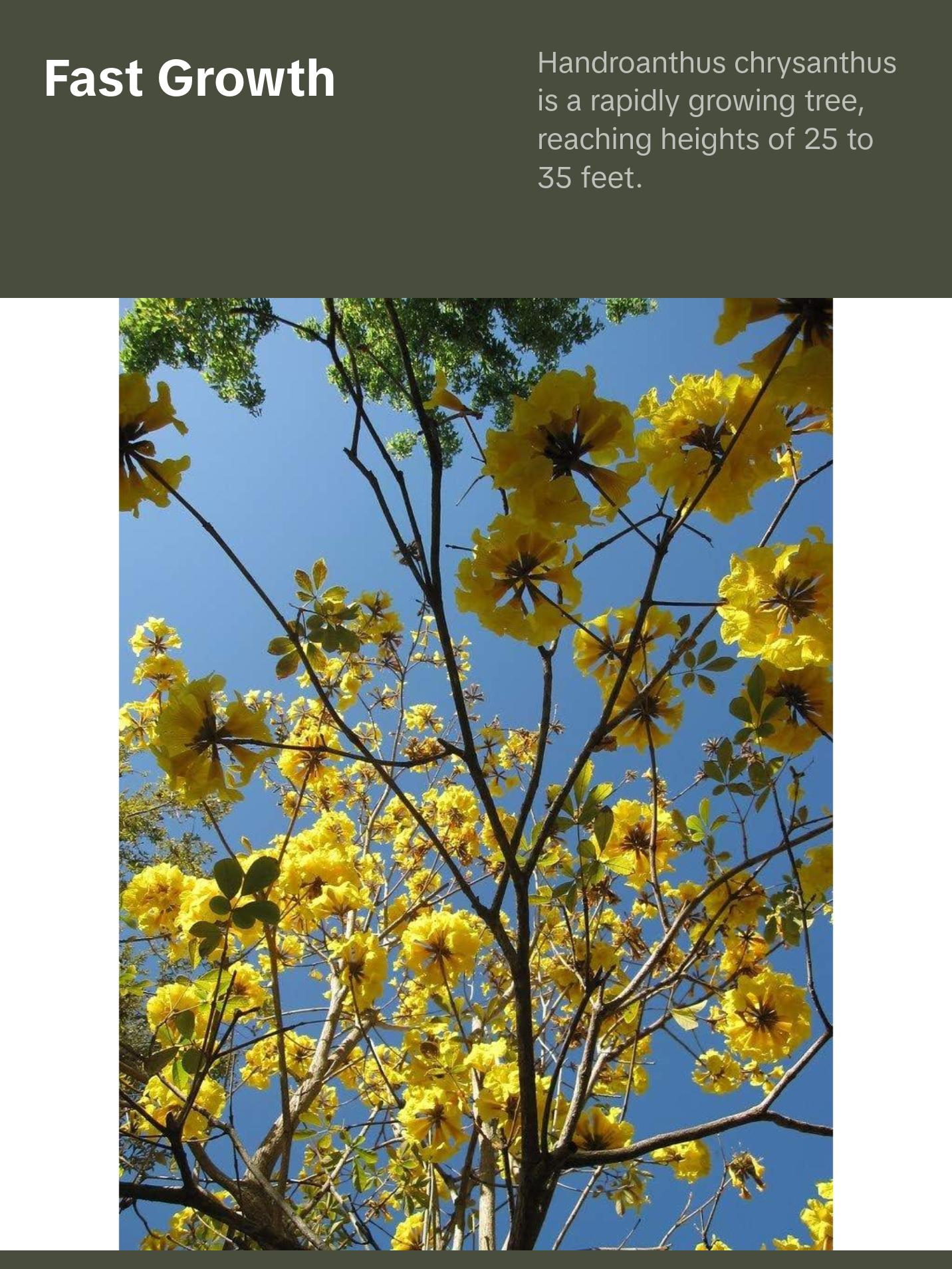 Yellow Tabebuia Trumpet Tree - Live Plants in 4 Inch Pots - Handroanthus Chrysanthus - Beautiful Flowering Tree