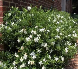Frost Proof Gardenia - Ideal for Outdoor Use - Gardenia Plant backyard garden