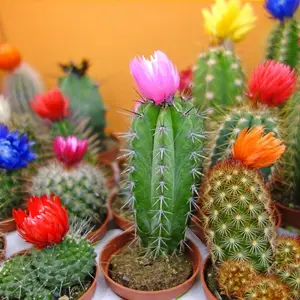 Assorted Mix Cactus & Succulent Variety Seeds, Exotic Ornamental Non-GMO Organic Seeds for Indoor & Outdoor Garden Plantin