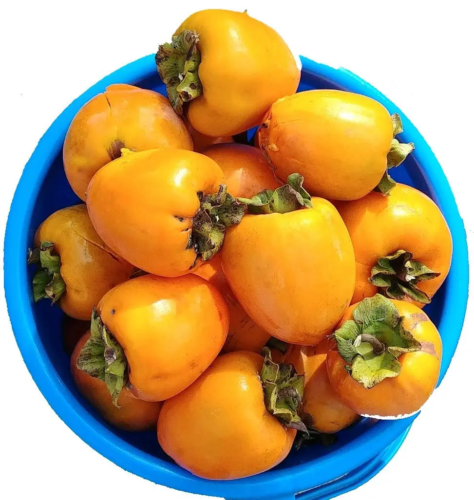 California Hachiya Persimmons Organic (5 lbs)