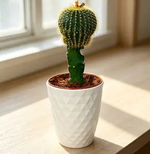 CAC002  Echinocactus Grusonii Live Plant – 5 Inch Pot Golden Barrel Cactus Indoor Succulent | Decorative Round Cactus for Home & Office | Beginner Friendly Low Maintenance Plant | Natural Desert Style Desk Plant