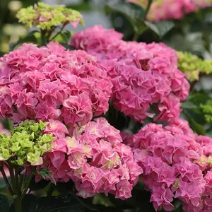 200pcs Double Pink Hydrangea Seeds – Elegant Double Pink Blooms, Easy-to-Grow for Garden Borders, Pollinator-Friendly, Non-GMO