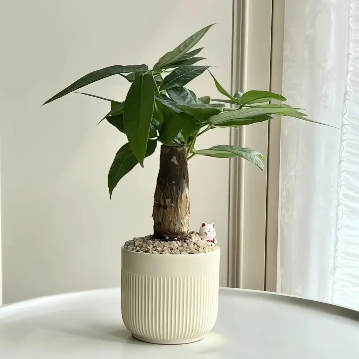 Pachira Aquatica Live Sapling, Money Tree Plant, Indoor Potted Seedling, Home Office Decor  Lucky Houseplant desktop Feng Shui
