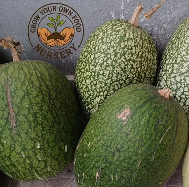 Green Chilacayote Squash (Cucurbita Ficifolia, Figleaf Gourd) 10-Seeds Pack - Perennial Crop, Edible Flowers, Edible Fruit, Full Sun Growing Plants, Home Garden Supplies Vegetable Seeds