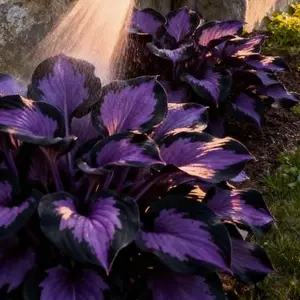 Hosta Seeds Perennial Shade Plant for Garden and Yard Non-GMO USA Made with Instructions for Easy Care and Versatile Growth