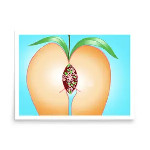 Peachfest Poster
