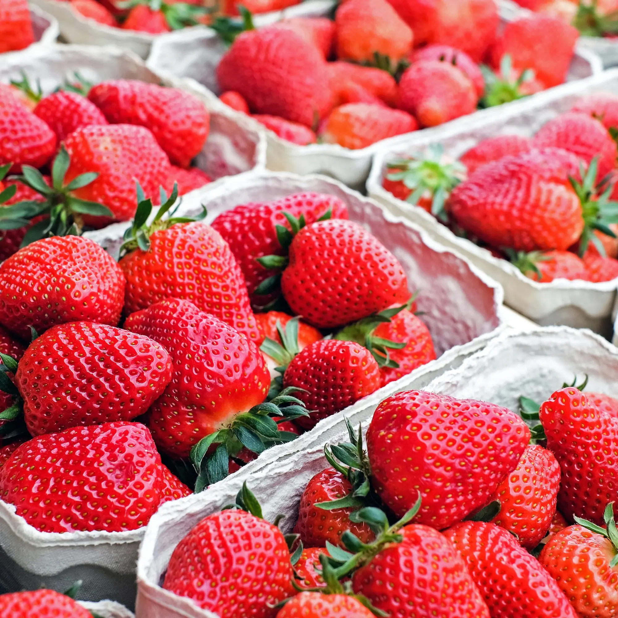 Cabot Strawberry Bare Root Plants | June-Bearing Sweet Strawberries | Extra-Large, Non-GMO, Cold-Hardy, High-Yield Fruit for Gardens & Containers