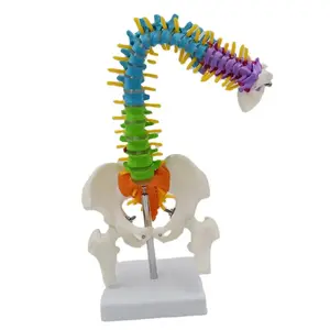 Colored Flexible Human Spine Anatomical Model