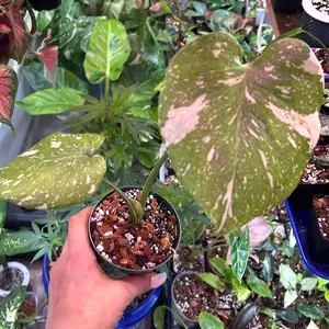 Teenage monstera Thai con