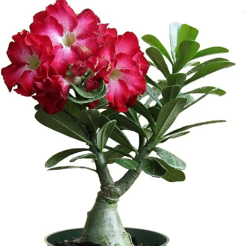 25+ Exotic Heirloom Desert Rose Garden Seeds - Adenium Obesum - Vibrant Mixed Colors for Beautiful Blooms