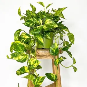 6" New Variety Pothos "Patricio", Extra Golden Color, Low Light Live Houseplant, Indoor Plant