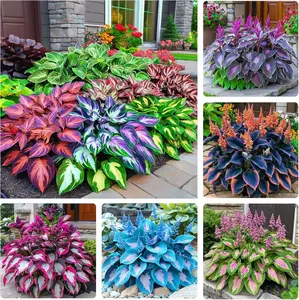 Mixed color Hosta seed planting - Hosta seeds are rare perennial, and the flower seeds are easy to grow low-maintenance heart-shaped leaves. Hosta plants are suitable for outdoor gardens