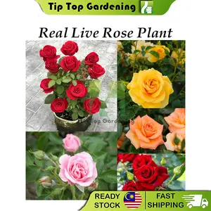 Real Living Plants Roses Plants Houseplants Flowers Plants Pokokok Ros Hidup Roses