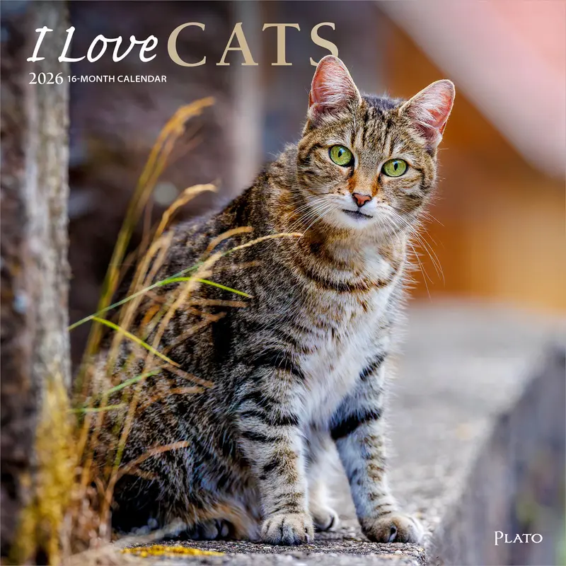 I Love Cats | 2026 12 x 24 Inch (Hanging) Monthly Square Wall Calendar | Foil Stamped Cover | Plato | Feline Kittens Pets 0