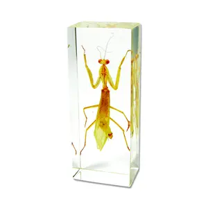 Real Large Mantis Paperweight