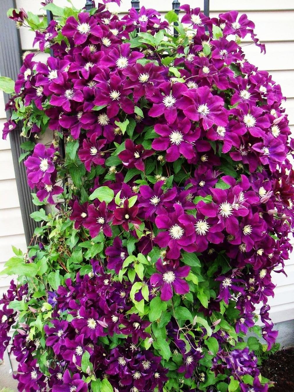 Clematis Seeds Non-GMO – Easy-to-Grow Climbing Clematis Seeds, Fragrant Colorful Flowers, Balcony & Garden Ornamental Vine, Beginner-Friendly Clematis Seeds Non-GMO – Easy-to-Grow Climbing Clematis Seeds, Fragrant Colorful Flowers, Balcony & Garden Ornamental Vine, Beginner-Friendly