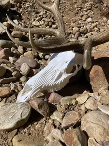 Topo Elk Skull Mount Kit for Antler Display - Durable, Unique, and Easy to Install