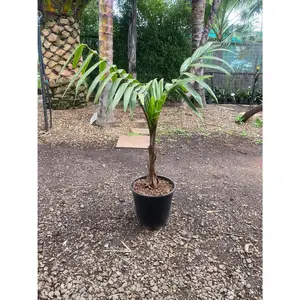 Caledonian Hapala Palm Tree - Live Plant in a 3 Gallon Grower's Pot - Burretiokentia Hapala - Rare Ornamental Palms from Florida