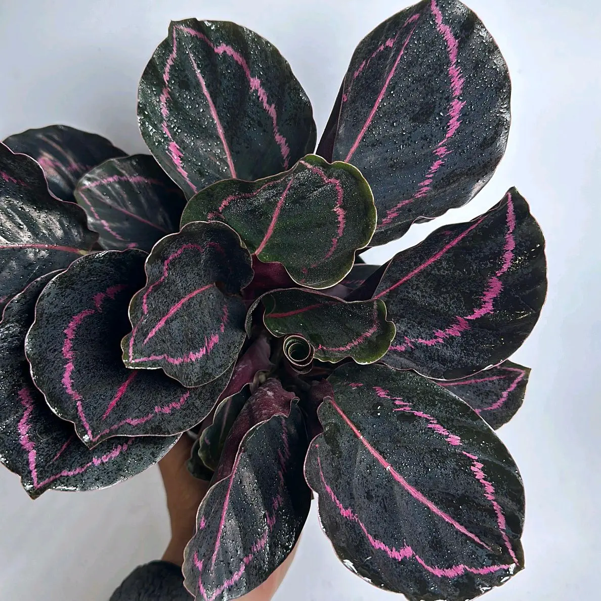 Prayer Plant Calathea ‘Dottie’ 6” – Pet Friendly Purple & Pink Indoor Houseplant, Tropical Decor Plant