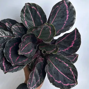 Prayer Plant Calathea ‘Dottie’ 6” – Pet Friendly Purple & Pink Indoor Houseplant, Tropical Decor Plant